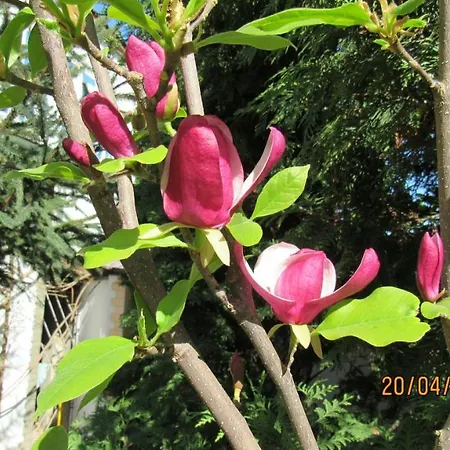 Palanok Hotel Mukačevo